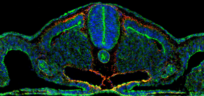 Light Microscopy